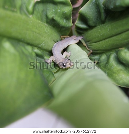 Young lizards on green leaves