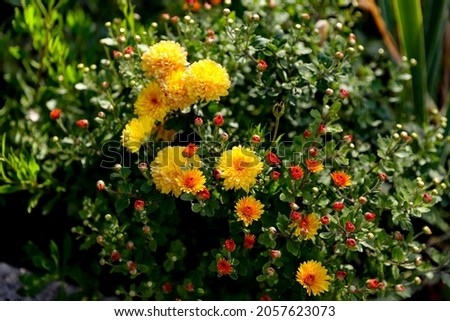 Autumn bush with yellow chrysanthemum flowers with selective focus, autumn wallpaper