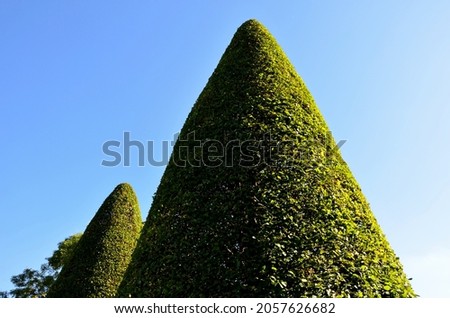 hornbeams, yews and boxwoods shaped into giant cone shapes with rounded cone-shaped tips. Tall hedges of bosquets evergreen rich colors of the French Baroque garden, blue sky