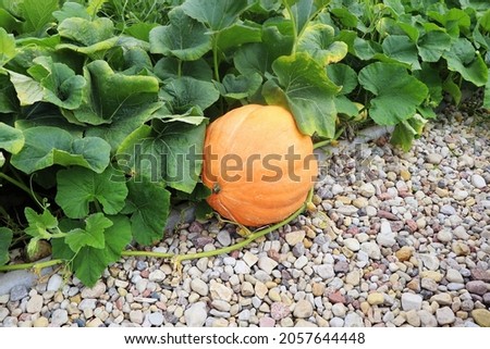 Big pumpkins growing on bed in garden, harvest organic vegetables. Autumn fall view on country style. Healthy food vegan vegetarian baby dieting concept. Local garden produce clean food .