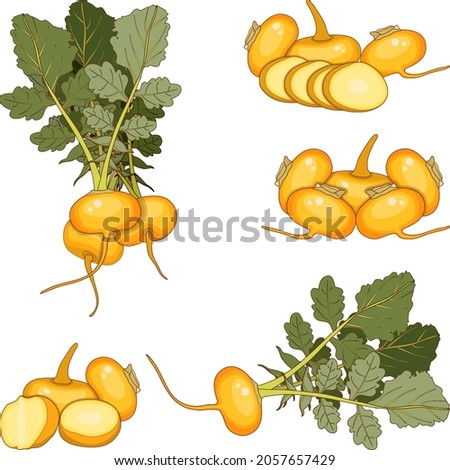 Set of orange turnips for banners, flyers, posters, cards. Whole, half, and sliced turnip. Yellow turnip with tops. Cartoon style. Organic vegetables. Vector illustration isolated on white background. Royalty-Free Stock Photo #2057657429