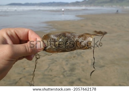A Shark Egg Case Mermaids Purse Empty After  the Port Jackson or Dogfish Shark Hatched being held by a Hand