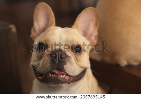 Young French Bulldog looking and smiling to the camera.