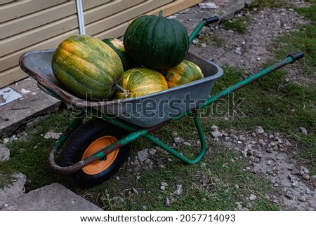 a wheelbarrow with pumpkins in the back standing in the yard near the barn. High quality photo