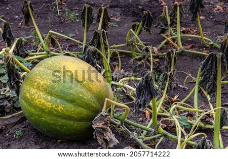 green pumpkin lying in the garden after frost. High quality photo