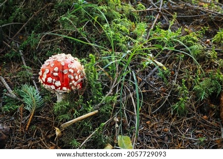 One poisonous mushroom growing in green forest