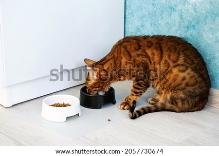 Cute ginger bengal cat eats from bowl at home. Pets care concept.