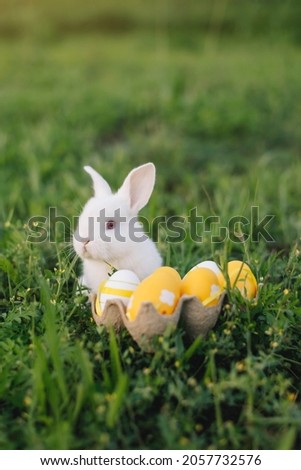 White Easter bunny collects yellow eggs sitting on the grass. Happy Easter. Vertical photo. Year of the rabbit, 2023, oriental calendar, Chinese.