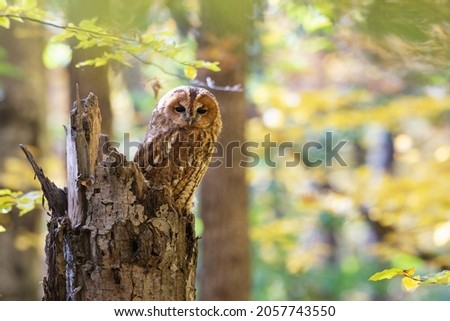 Tawny owl or brown owl Strix aluco sits on a broken tree trunk in an autumn forest.