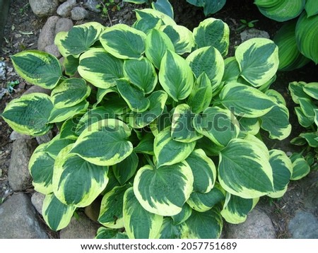 Hosta Brim Cup grows in a flower bed in  June. Royalty-Free Stock Photo #2057751689