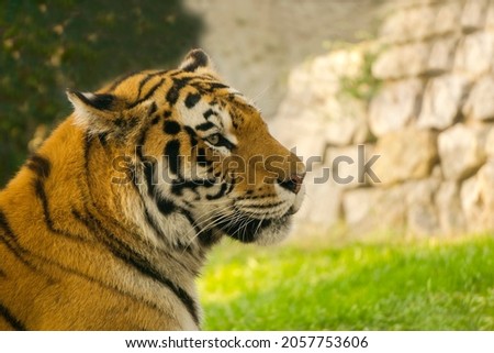 Young tiger in profile, resting in the shade, from the scorching sun, close up