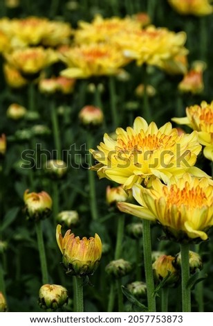 Yellow​ chrysanthemum on natural flower background  close-up photo of daisies  Concept of yellow​ beauty flowers, frame, card.