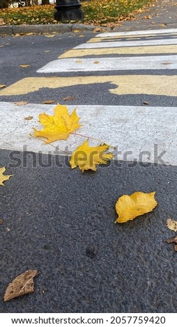 Yellow autumn leaves on an old pedestrian crossing