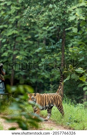 Panthera Tigris in its natural habitat