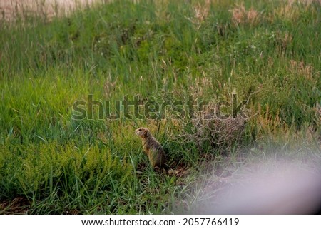 Baikal ground squirrel in the wild