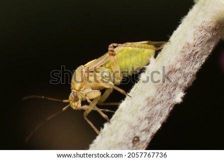 a close-up of lygus bug