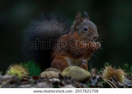   Cute hungry Red Squirrel (Sciurus vulgaris) eating a nut in an forest covered with colorful leaves and  mushrooms. Autumn day in a deep forest in the Netherlands.                                    