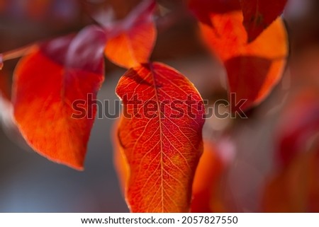 Red autumn leaves on a dark background. Natural background. A photo with a shallow depth of field.