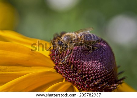 macro photo of a bee covered with pollen on a beautiful violet and yellow  flower viewed from side