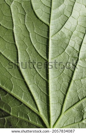 Green leaf with veins close up
