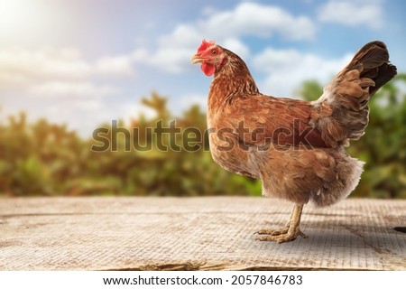 Brown hens posing, Laying hens farmers concept. Royalty-Free Stock Photo #2057846783