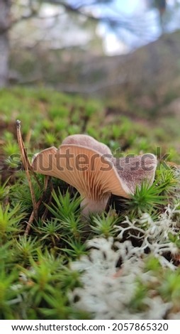 Photo of a mushroom in the forest