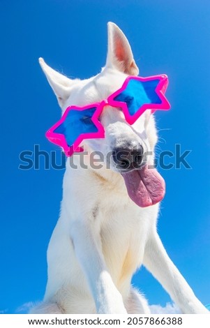 funny dog with sunglasses on isolated background