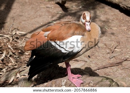 the egyptain goose is brown, white and black with pink web feet and bill