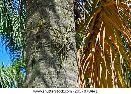 Epiphytic plant, Mistletoe cactus on palm tree trunk (Rhipsalis baccifera)