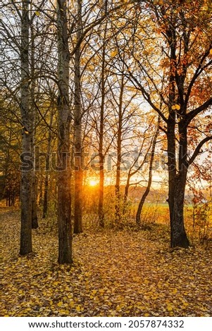 Sunset in the autumn forest landscape. The dark forest is illuminated by the rays of the setting sun. Fallen leaves on the ground. Bare tree trunks of the autumn forest
