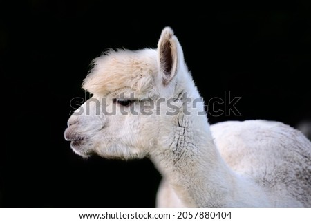 The portrait of a white alpaca against a black background