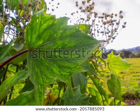 Close-up photography of the leaves of an erato vulcanica tree against a landscape, captured in a garden near the town of Villa de Leyva in central Colombia.