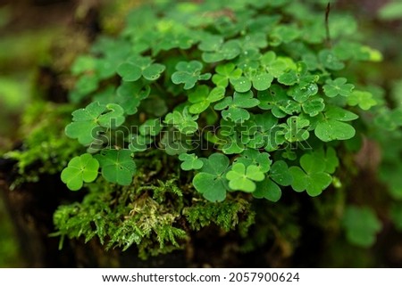 Close up of a cluster of green clover (Trifolium) plants growing on a deadwood tree trunk covered with moss in forest, Weserbergland, Germany