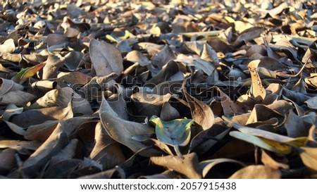 Dry leaves in the summer time