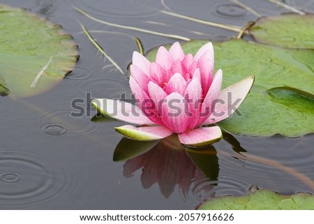 close up og pink coloured lotus flower floating on the surface of the water with lily leaves in the background. 