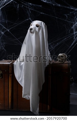the dog as a ghost for Halloween sits on the chest. Festive mood, scary and eerie. Jack russell terrier in carnival costume