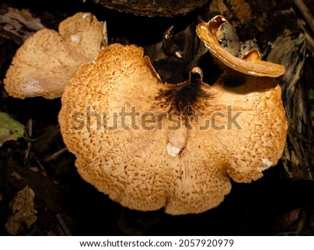 Big Yellow Mushroom in a Forest