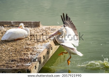 White American pelican jumps on the pier, Fremont Central Park	