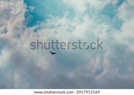 silhouette of a bird known as the Zone-tailed hawk, (Buteo albonotatus), flying alone under a blue sky with white clouds. Royalty-Free Stock Photo #2057955569