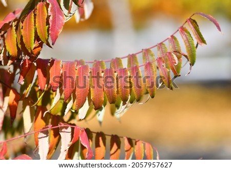 Leaves of the vinegar tree (Latin. Rhus typhina) or Virginia sumach in autumn 