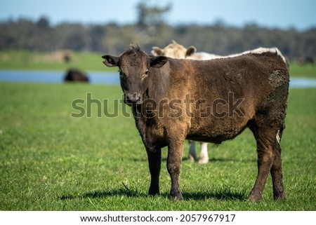 Close up of beef cows and calves grazing on grass in Australia, on a farming ranch. Cattle eating hay and silage. breeds include speckled park, Murray grey, angus, Brangus, hereford, wagyu, dairy cows