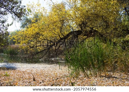 Autumn landscape with colorful forest. Solar amber paysage. Indian summer landscape. Colorful foliage over lake with beautiful woods in red and yellow color. Autumnal forest reflected in water.