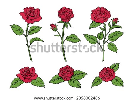 Illustrations of rose Hand drawn Color