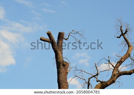 A single tree in the sky with bird on top 