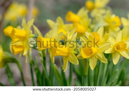 beautiful fresh narcissus flowers macro shot - yellow spring background