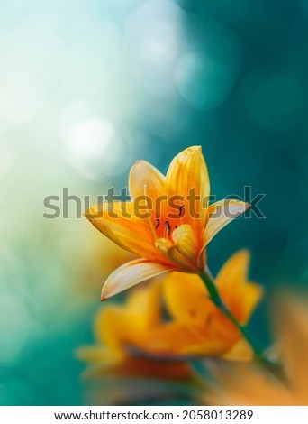 Macro of a single orange lily flower against teal background with bokeh bubbles and light. Shallow depth of field and soft focus Royalty-Free Stock Photo #2058013289