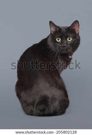 Kuril bobtail cat on a gray background
