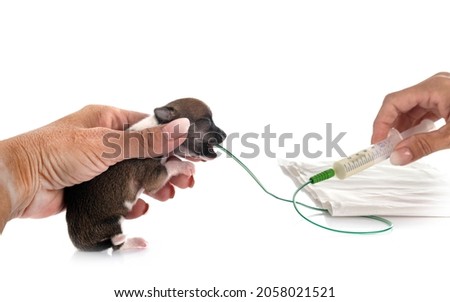 feeding puppy chihuahua in front of white background