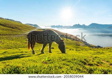 Free horses at sunrise on top of Mount Larrau, sea of nuts in the background. In the forest or jungle of Irati, Pyrenees-Atlantiques of France