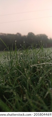 Green Grass With Dew Drops Shiny Grass......
